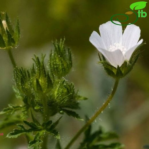 Althaea-Gülhatmi