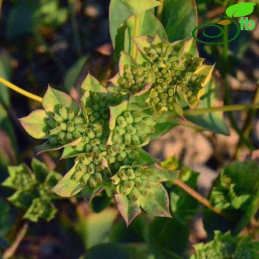 Bupleurum rotundifolium