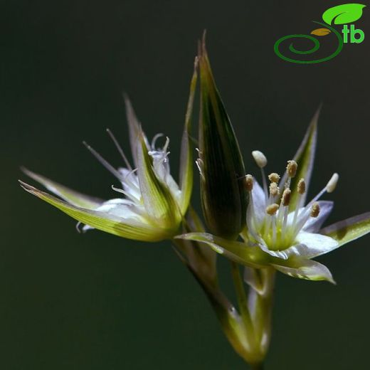 Minuartia pestalozzae