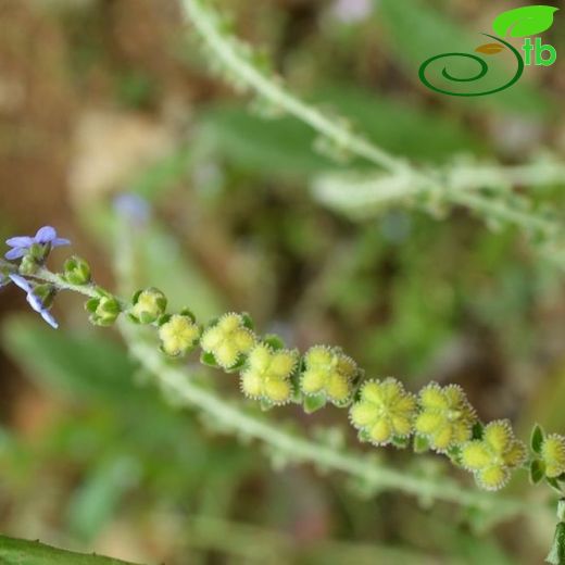 Paracynoglossum-Pisikcırnağı