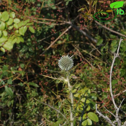 Echinops sphaerocephalus