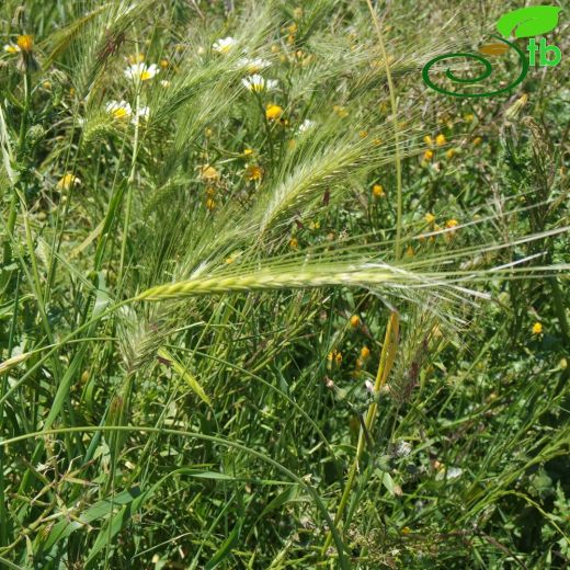 Hordeum bulbosum