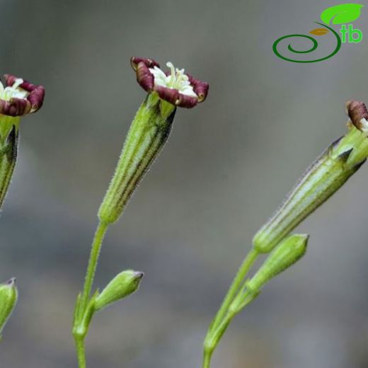 Silene denizliensis