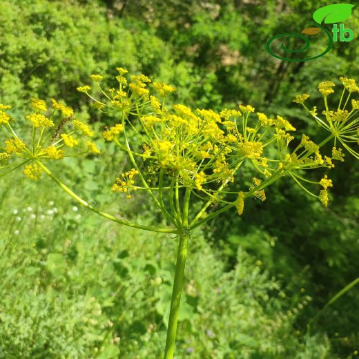 Ferula drudeana