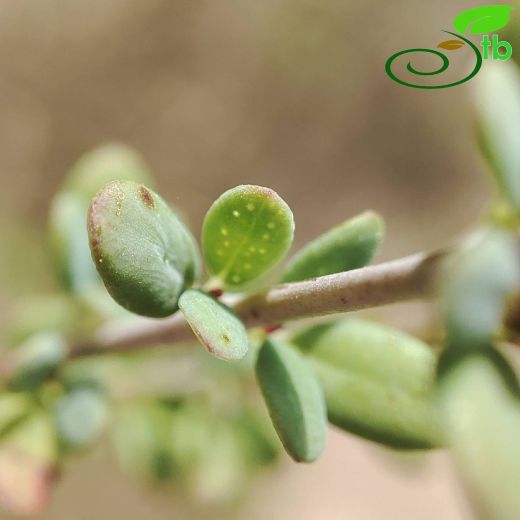 Hypericaceae-Kantarongiller