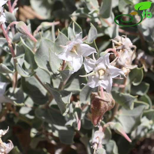 Trichodesma incanum