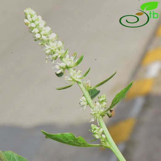 Amaranthaceae-Horozibiğigiller