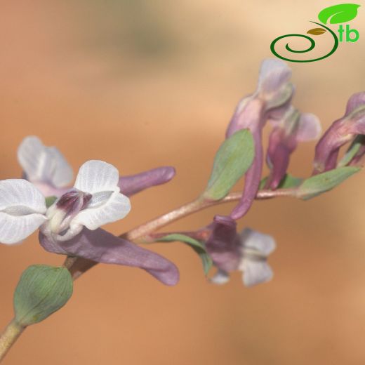 Corydalis haussknechtii