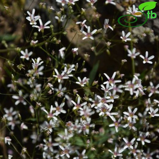 Gypsophila munzurensis