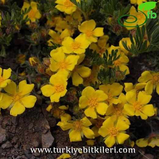 Potentilla fruticosa