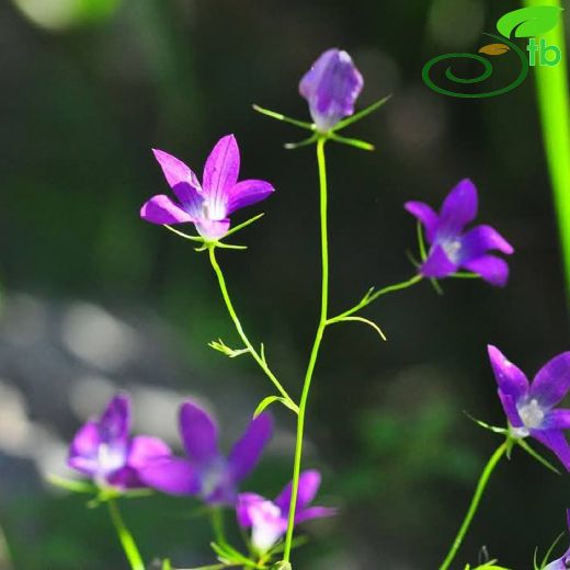 Campanula-Çançiçeği