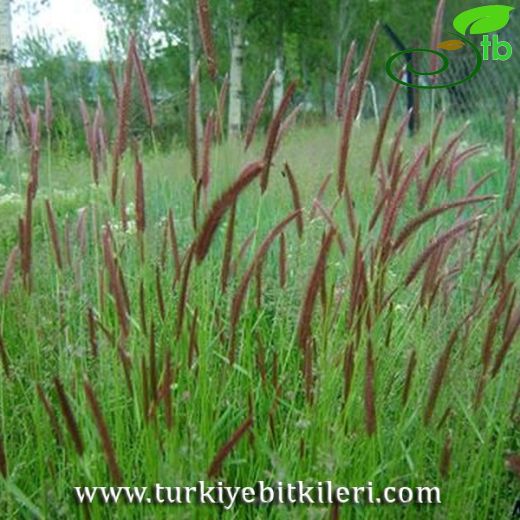 Hordeum brevisubulatum