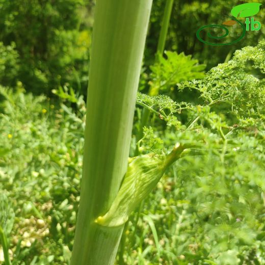 Ferula drudeana