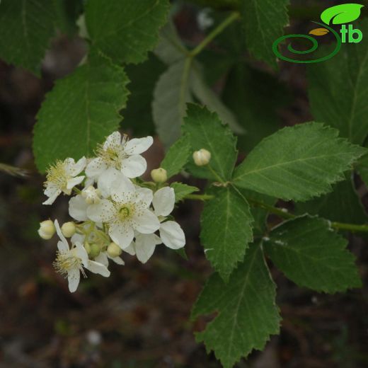 Rubus canescens