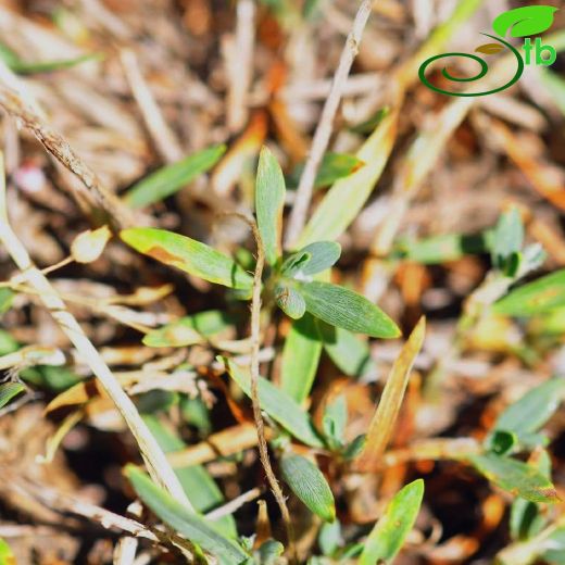 Polygonum uysalii