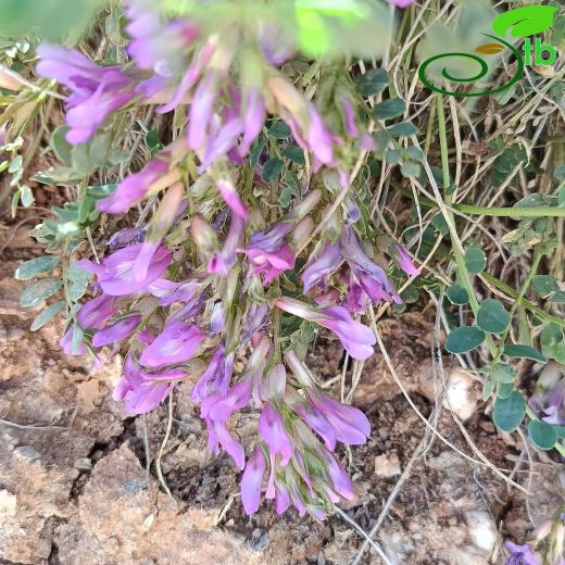 Astragalus zaraensis