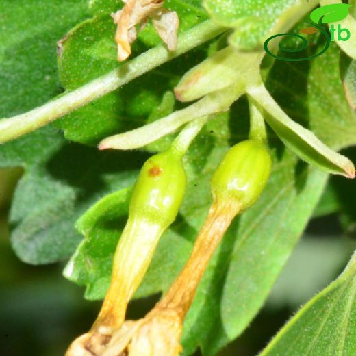 Grossulariaceae-Bektaşiüzümügiller
