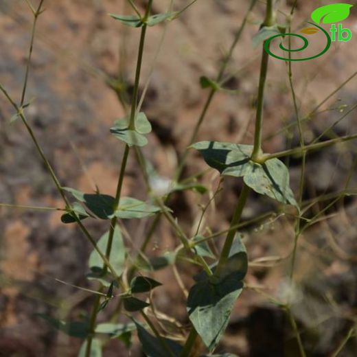 Gypsophila ruscifolia