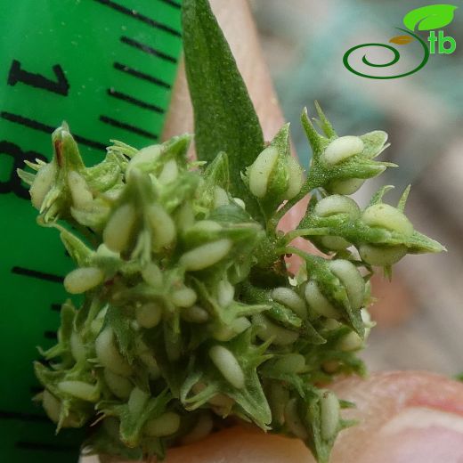Rumex-Labada