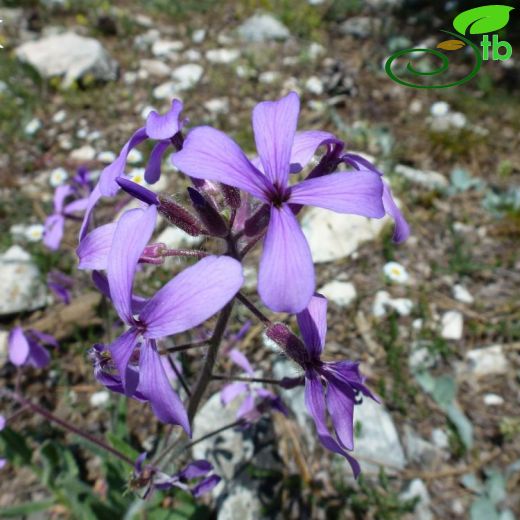 Hesperis pisidica