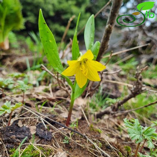 Liliaceae-Zambakgiller