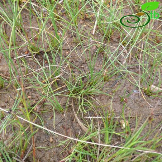 Eleocharis quinqueflora