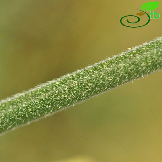 Cephalaria-Pelemir