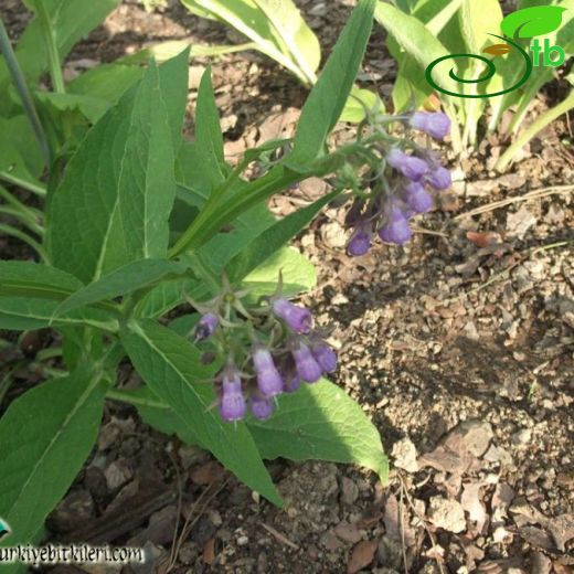 Symphytum officinale