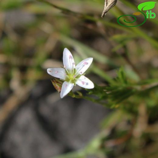 Minuartia micrantha