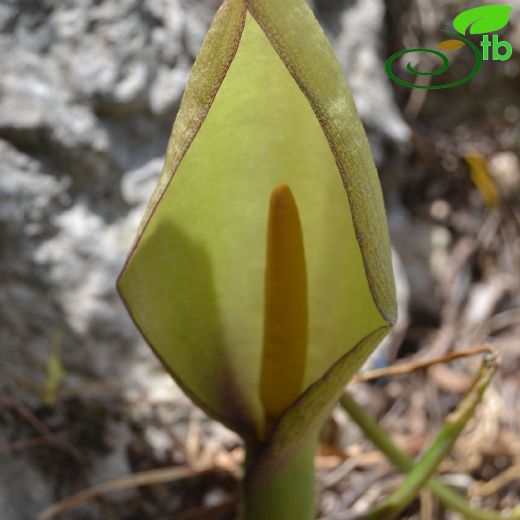 Araceae-Yılanyastığıgiller