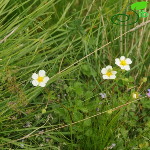 Potentilla rupestris