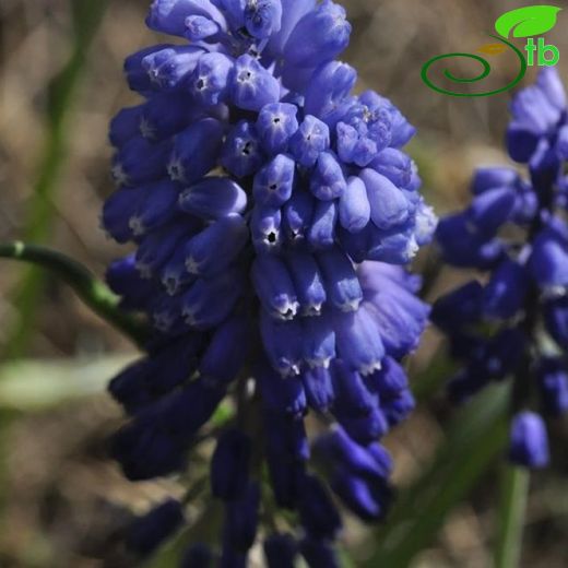 Muscari microstomum