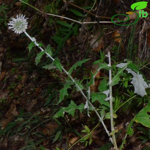 Echinops ossicus