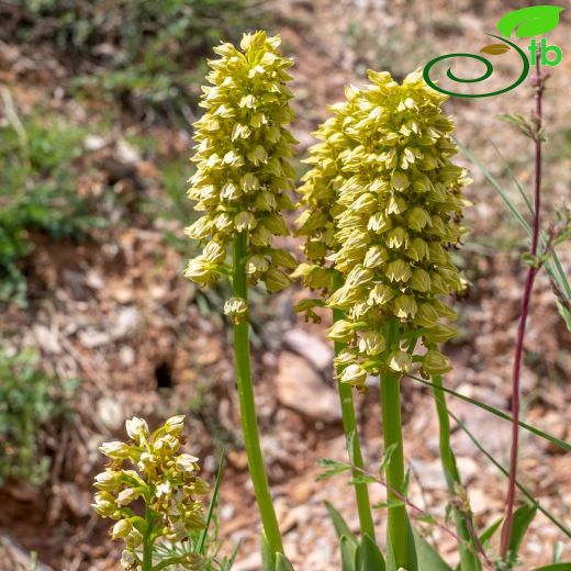 Orchis punctulata