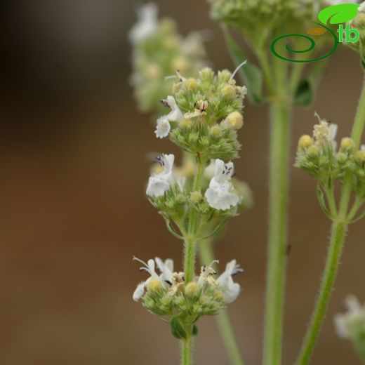 Nepeta nuda