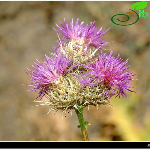 Asteraceae-Papatyagiller