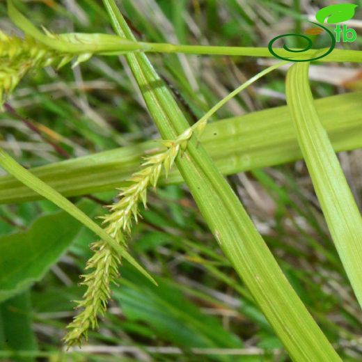 Carex pseudocyperus