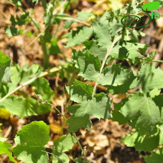 Lactuca-Marul