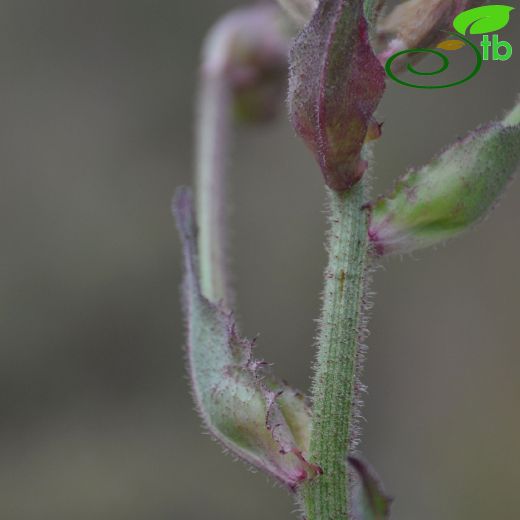 Crepis vesicaria