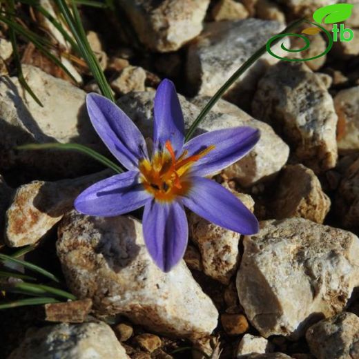 Crocus roseoviolaceus