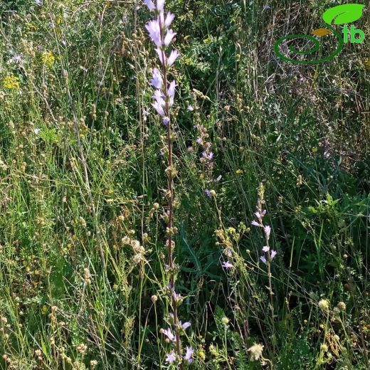 Campanula-Çançiçeği