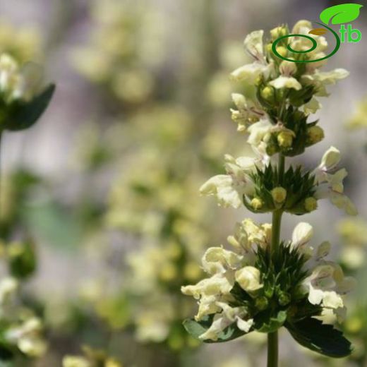 Stachys tundjeliensis