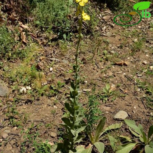 Verbascum meandri