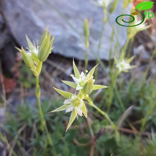 Minuartia pestalozzae