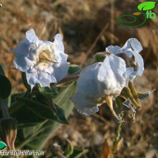 Trichodesma incanum