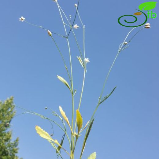 Cephalaria cameliensis