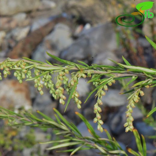 Artemisia vulgaris