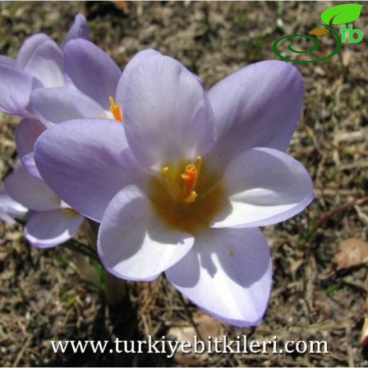 Crocus pulchricolor