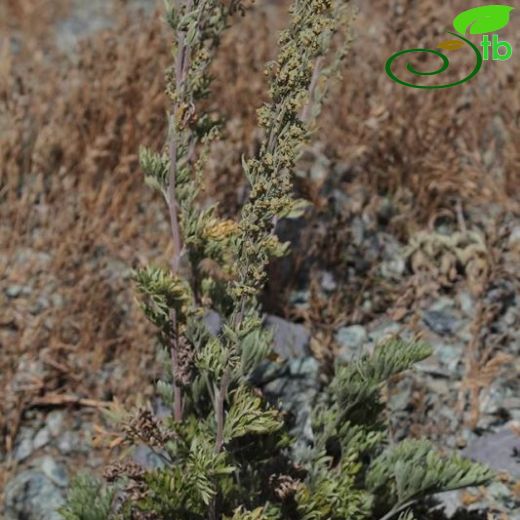 Artemisia absinthium