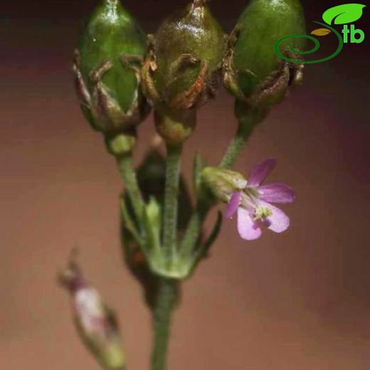 Silene confertiflora